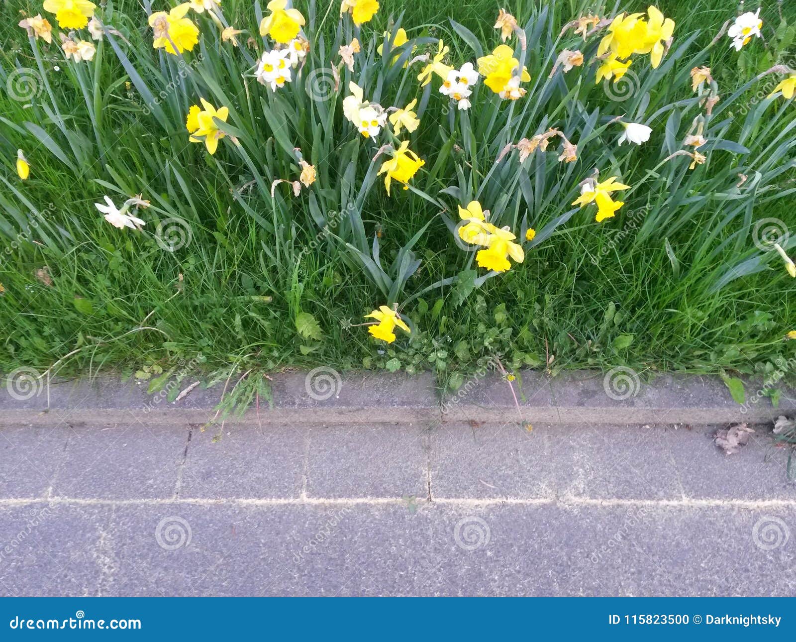 daffodils bedides a road