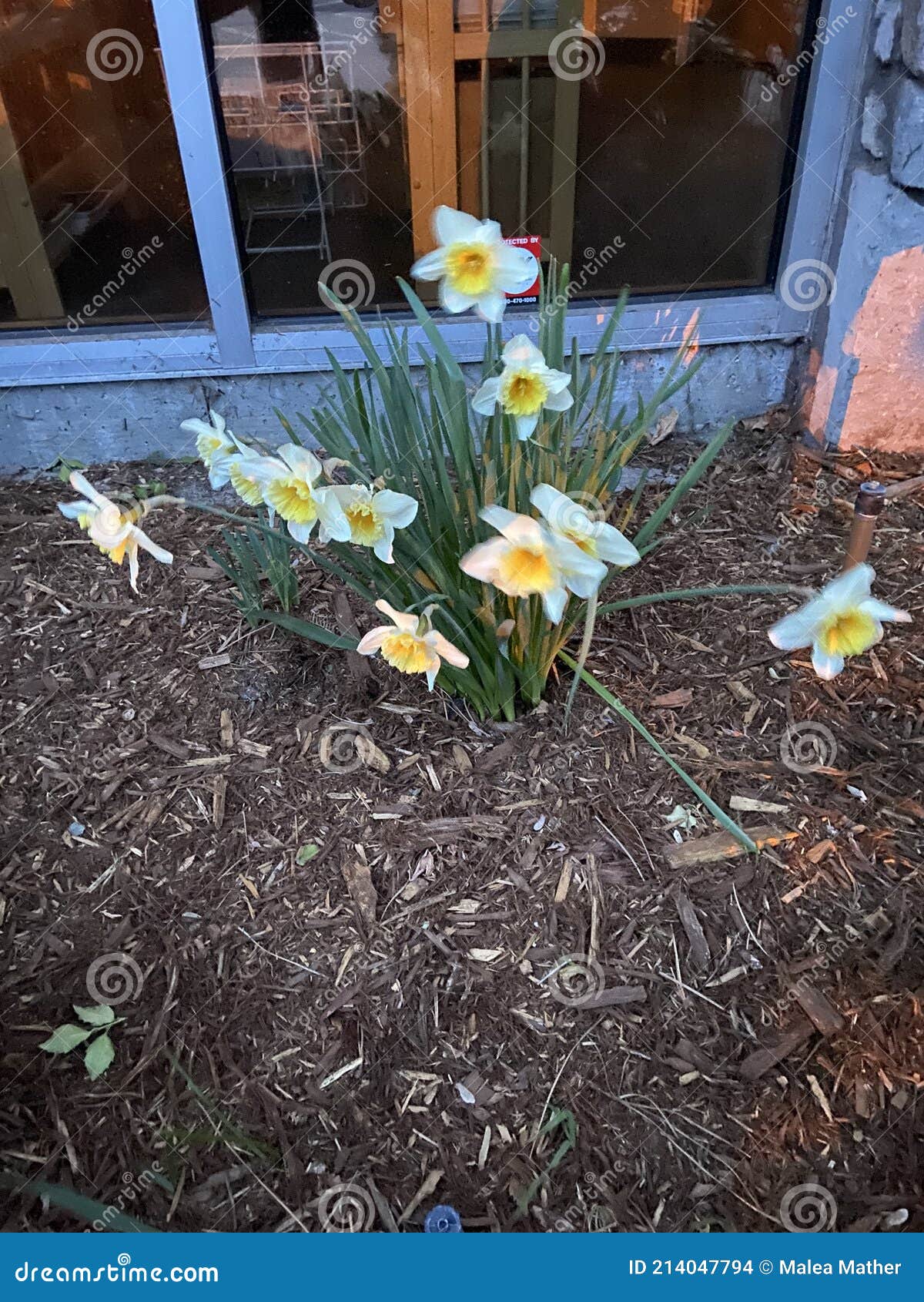 Daffodils in bloom stock photo. Image of area, bloom - 214047794