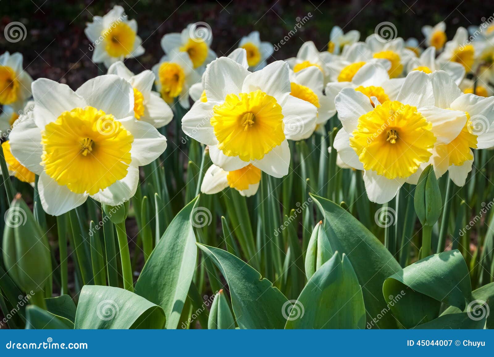 Daffodils in blooming stock image. Image of season, spring 45044007