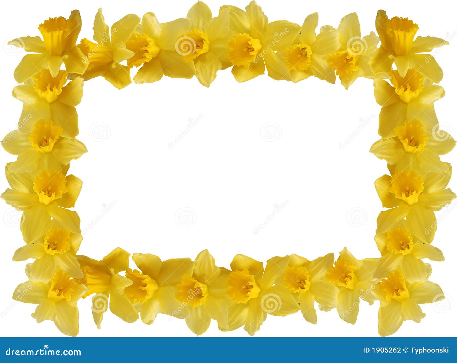 images clipart jonquilles - photo #19