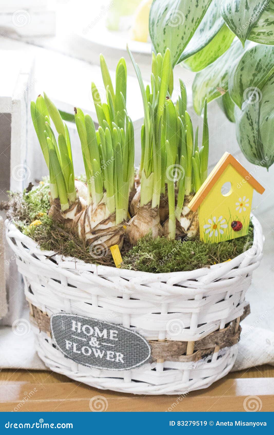 Daffodils bulbs in basket stock image. Image of flowers 83279519