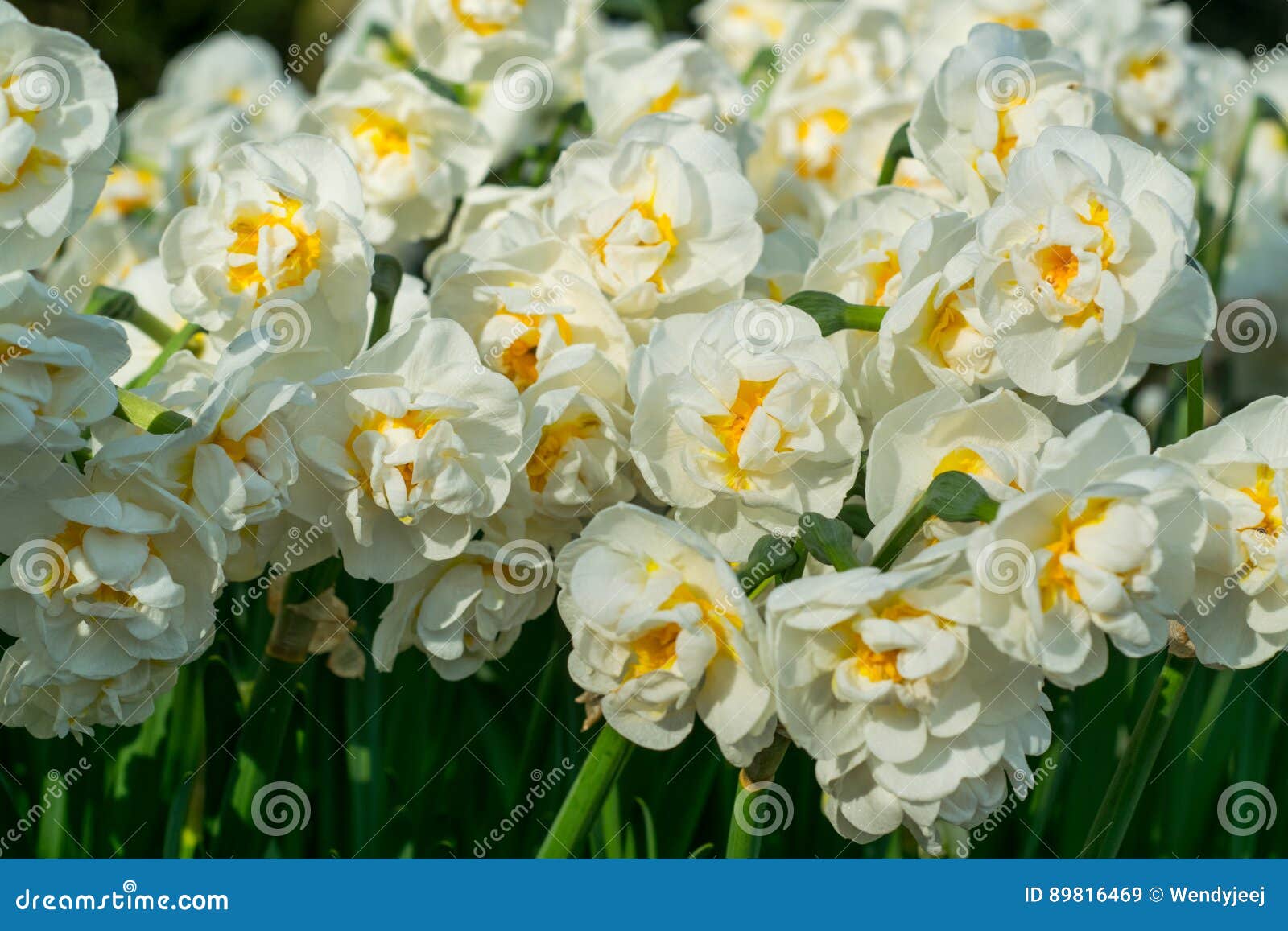 Daffodils stock image. Image of flower, blue, leaf, park 89816469