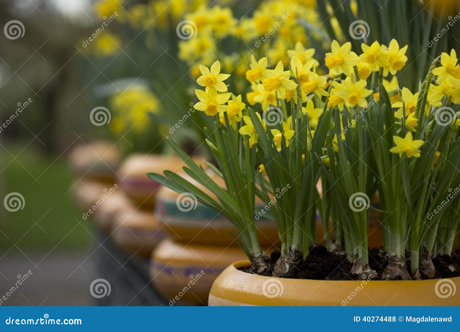 Daffodils stock photo. Image of daffodil, flowerbed, blooming 40274488