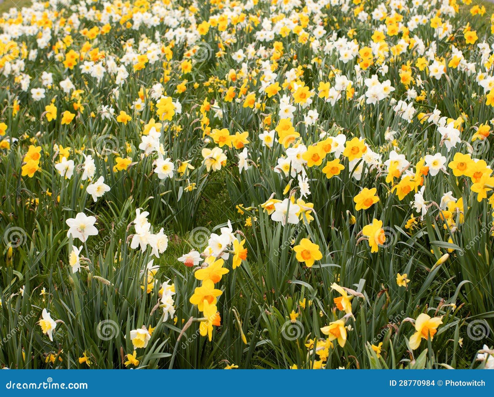Daffodils field stock photo. Image of group, beauty, beautiful 28770984