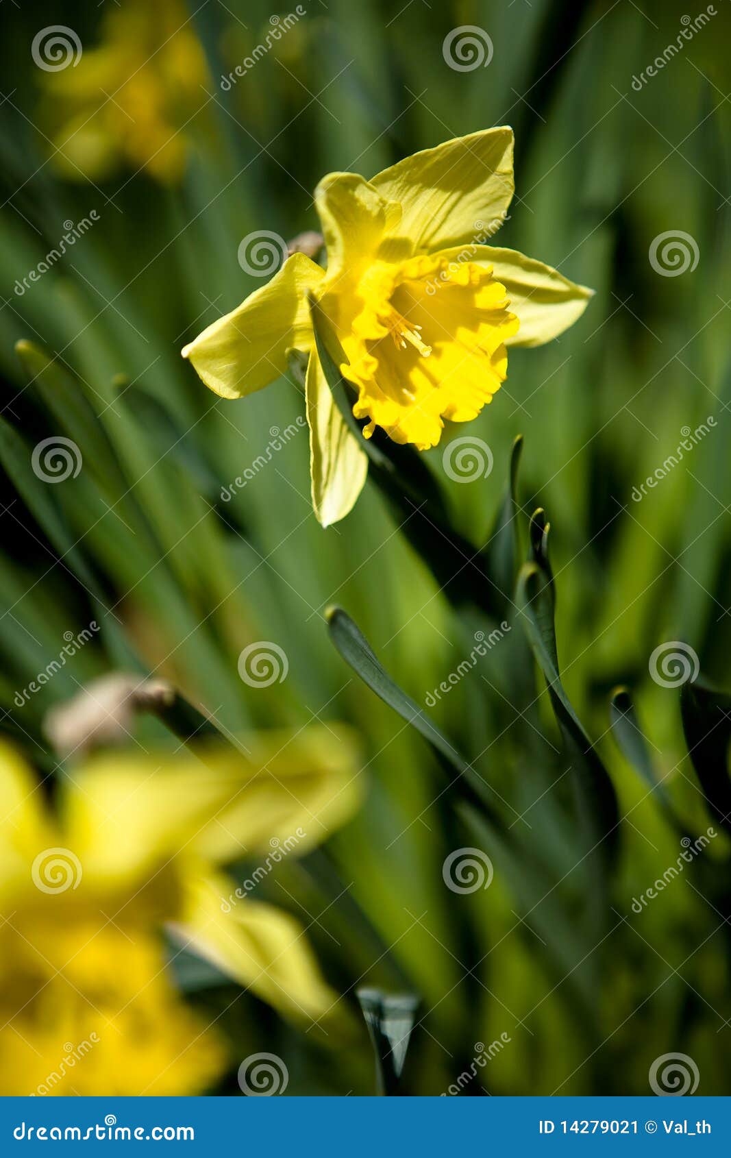 Daffodils flower stock image. Image of backyard, nature 14279021