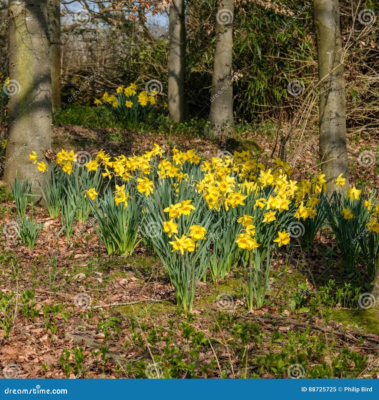 Daffodils Flowering in Spring Sunshine Stock Image Image of colorful
