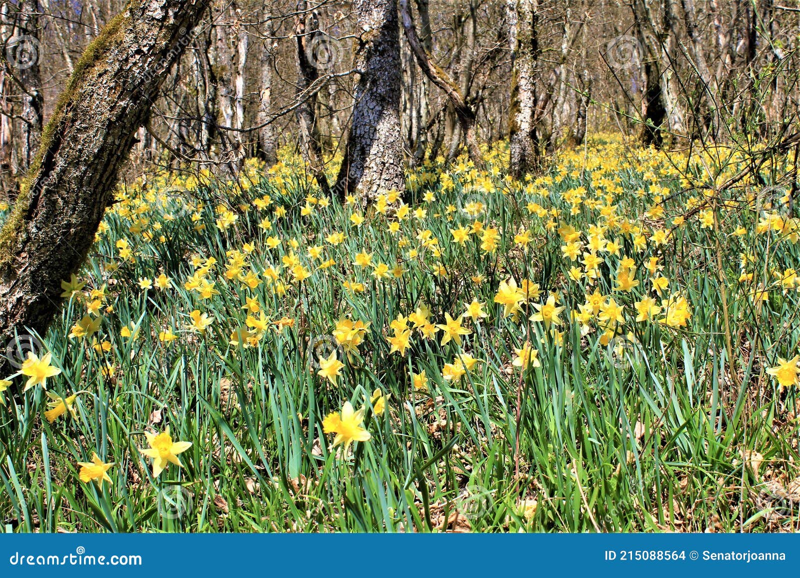 daffodils flowering in via botanica, lellingen, luxembourg