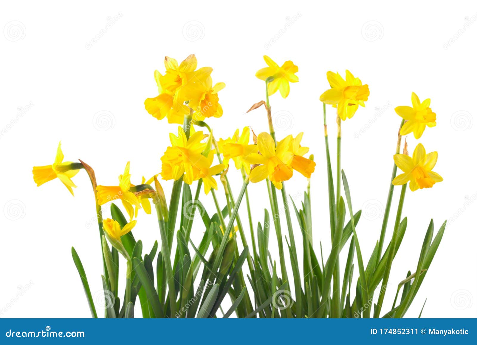 Daffodils flowers stock image. Image of plant, spring 174852311