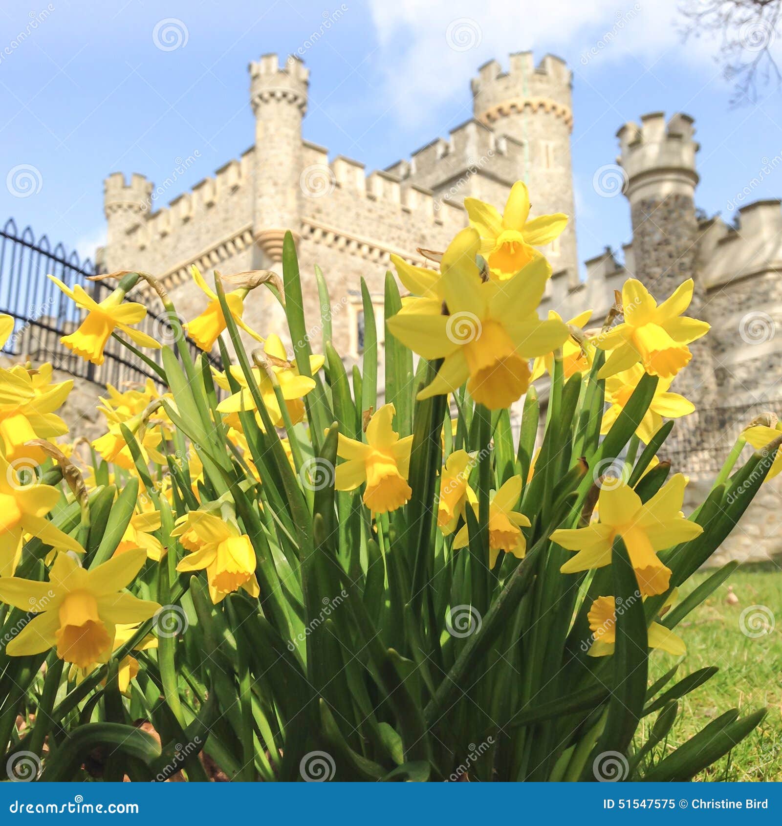 Daffodils in Front of Whitstable Castle. Stock Image Image of kent