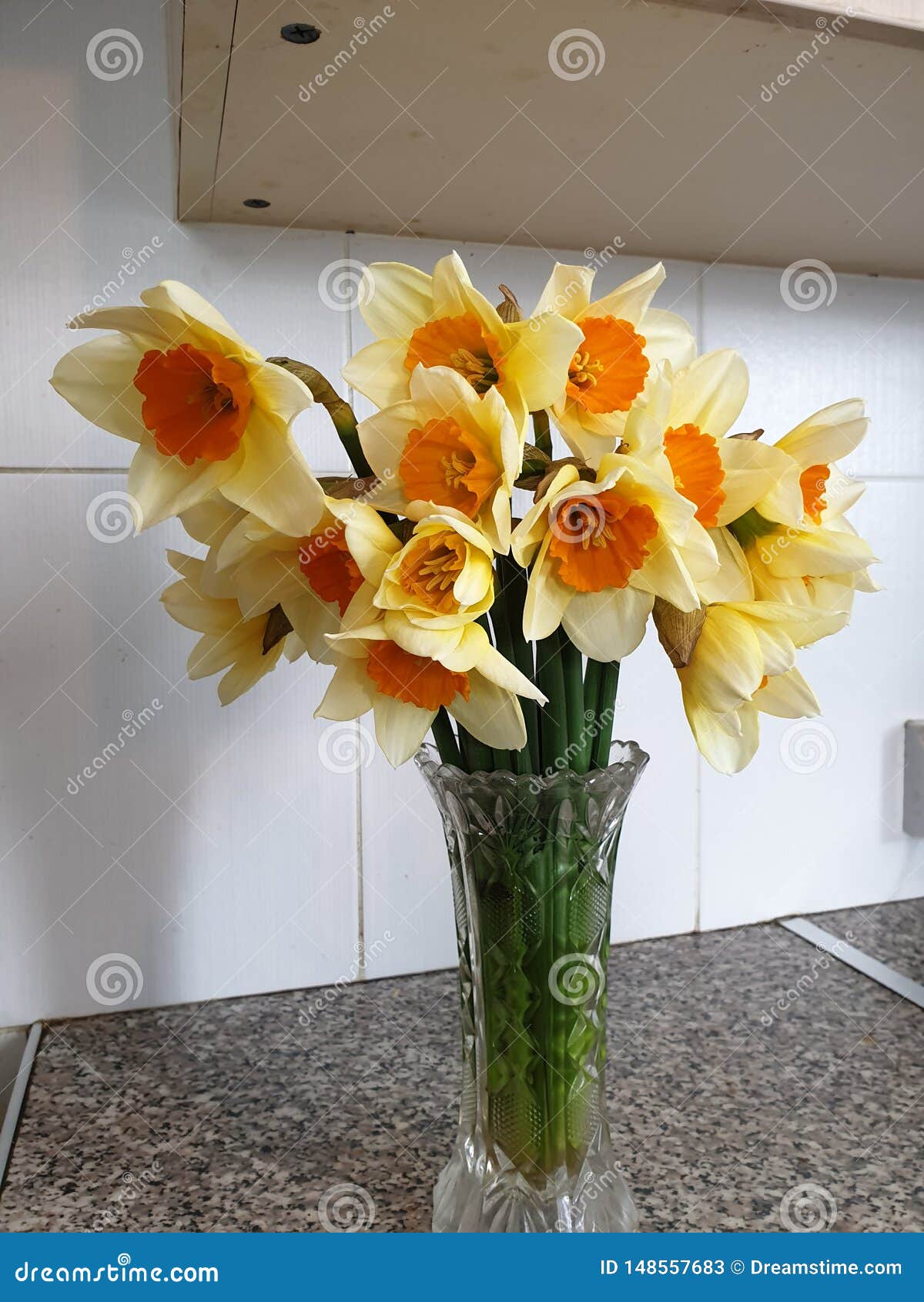 Daffodils in full bloom stock image. Image of orange - 148557683