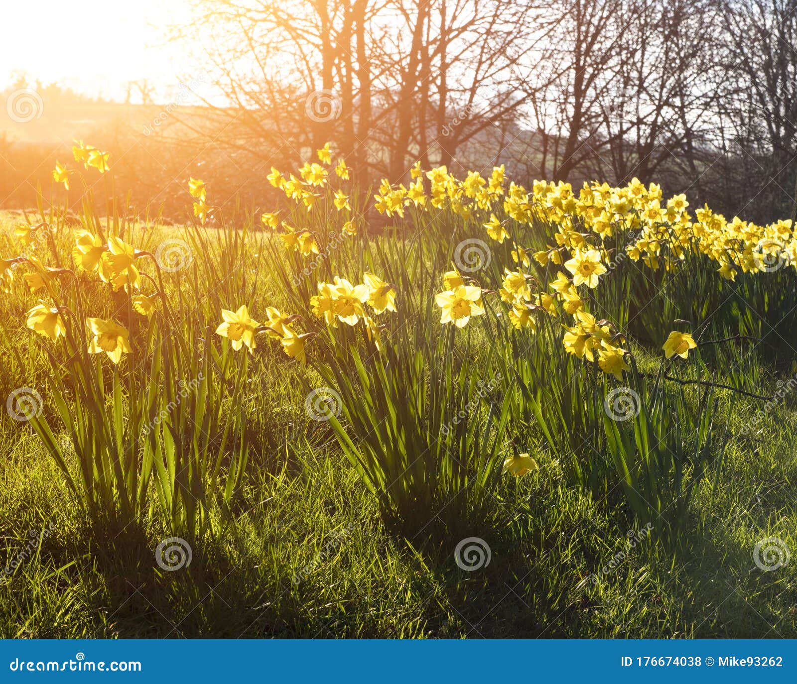 Daffodils and Grass in the Foreground, with Bright Rays of Yellow