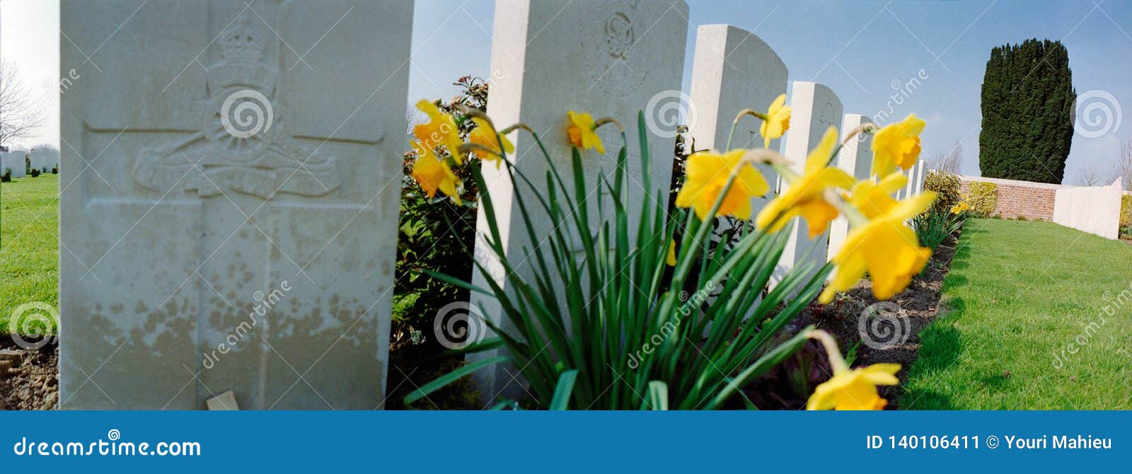 Daffodil Flower on Graveyard Stock Image Image of funeral, cemetery