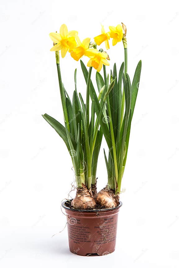 Daffodils Growing from Bulbs in a Pot Stock Image - Image of plant ...