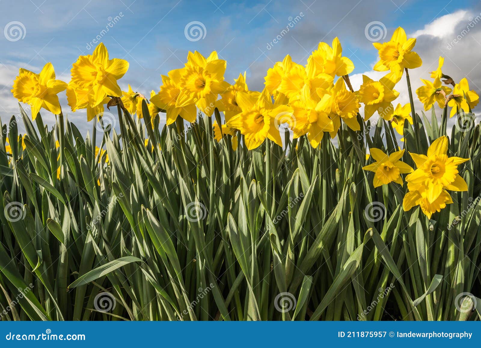 Daffodils Growing in Sunny Field Stock Image Image of daffodil, open