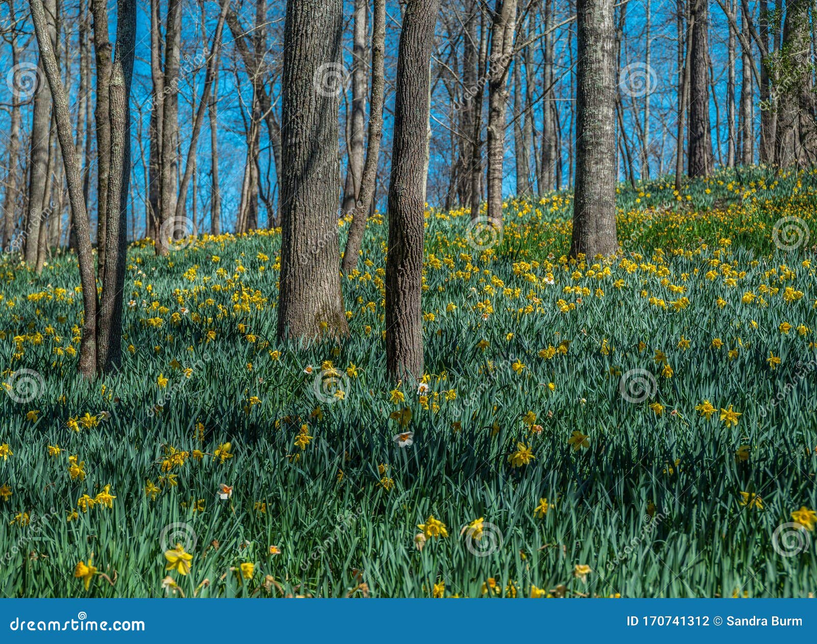 Daffodils on a hill stock photo. Image of branches, growing 170741312