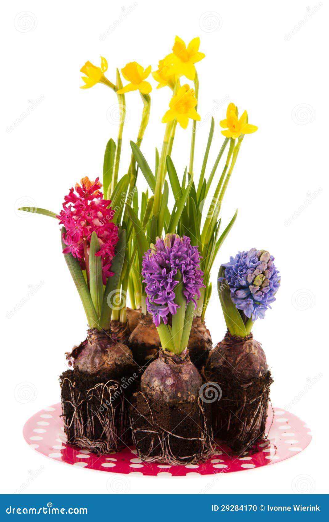 Daffodils and Hyacinths on Plate Stock Photo Image of studio, flowers