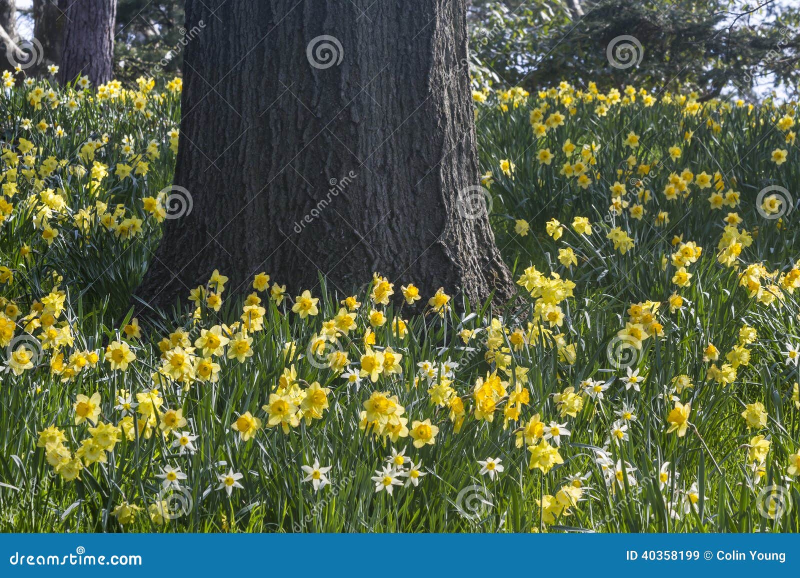 daffodils and oak