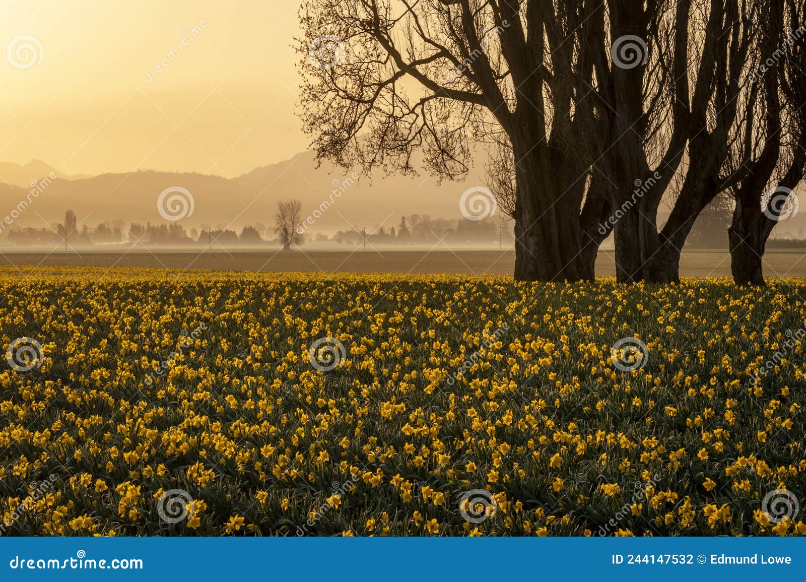 Dramatic Sunrise Over the Daffodil Fields of the Skagit Valley