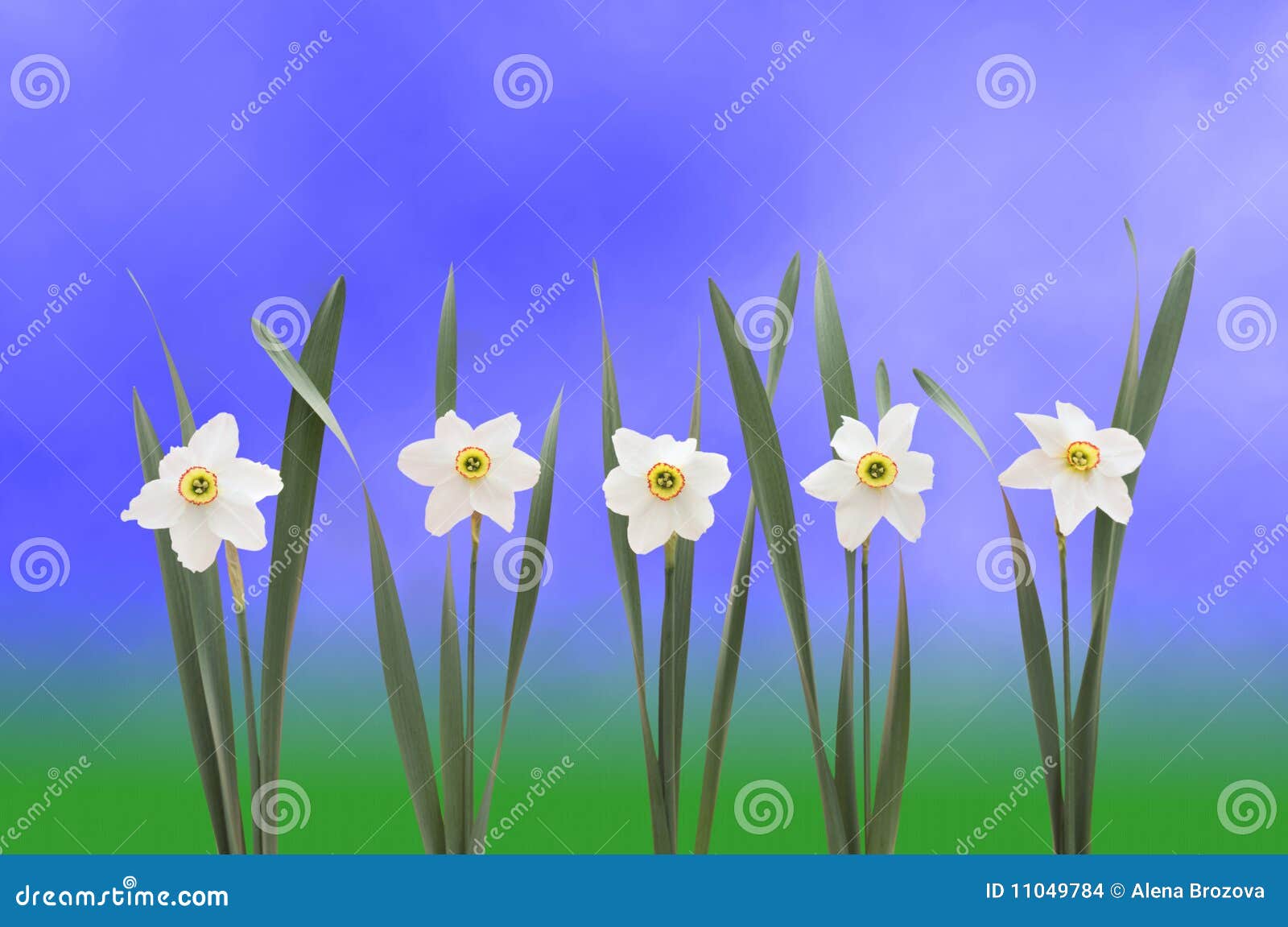 Daffodils Over Blue Background Stock Photo Image of bloom, daffodilly