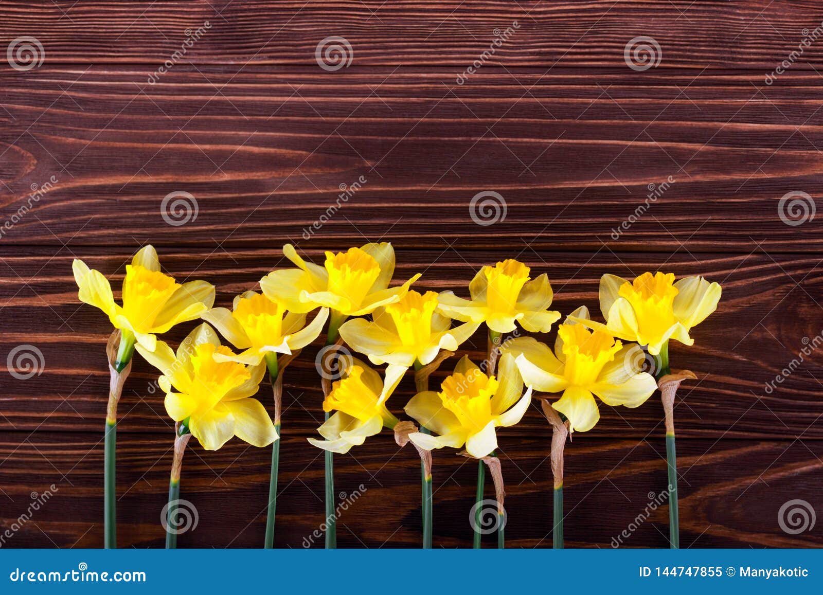 Daffodils Over Dark Wooden Background Stock Image Image of flowers