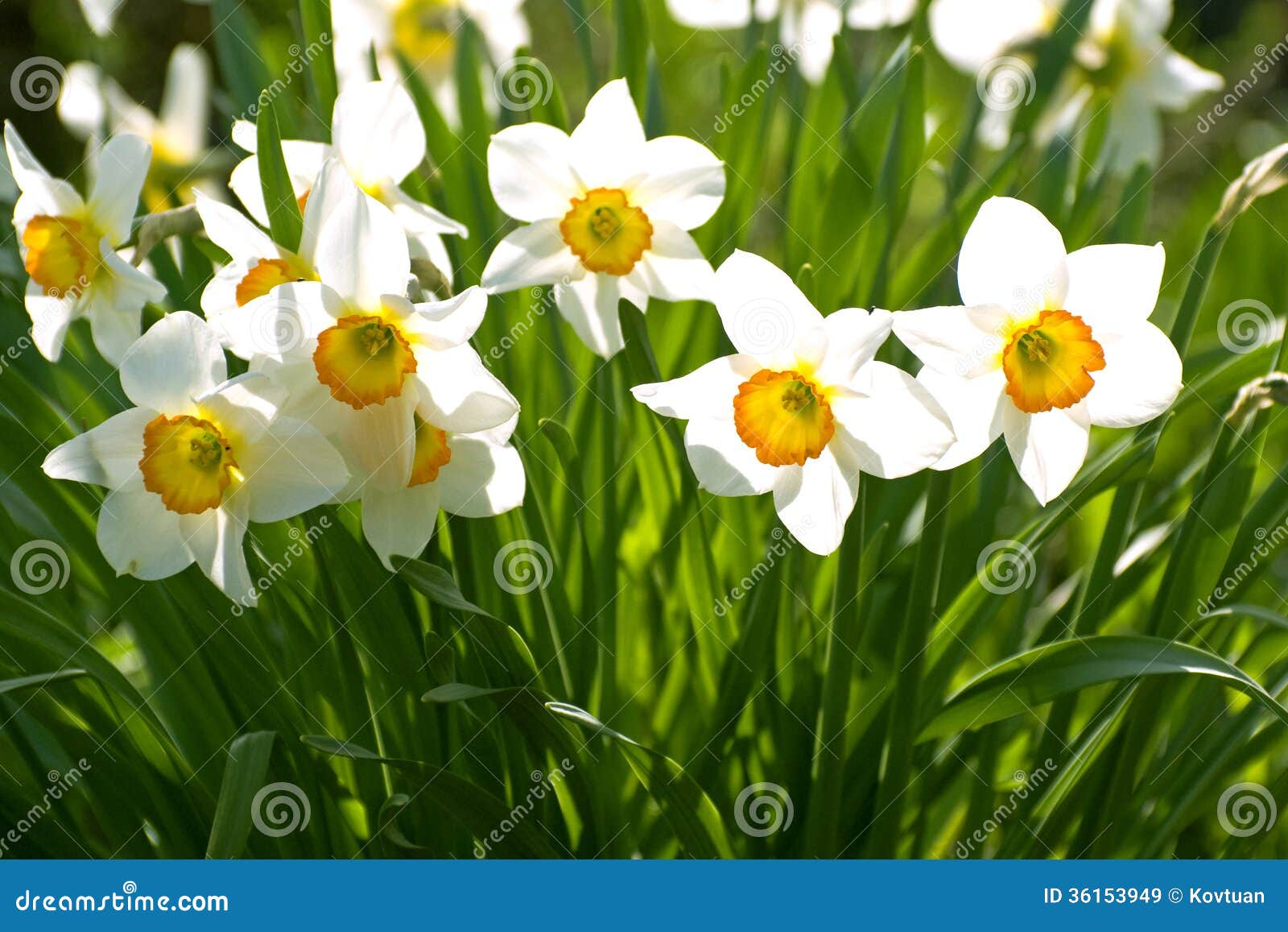 Daffodils in the Rays of the Bright Sun. Stock Image Image of flower