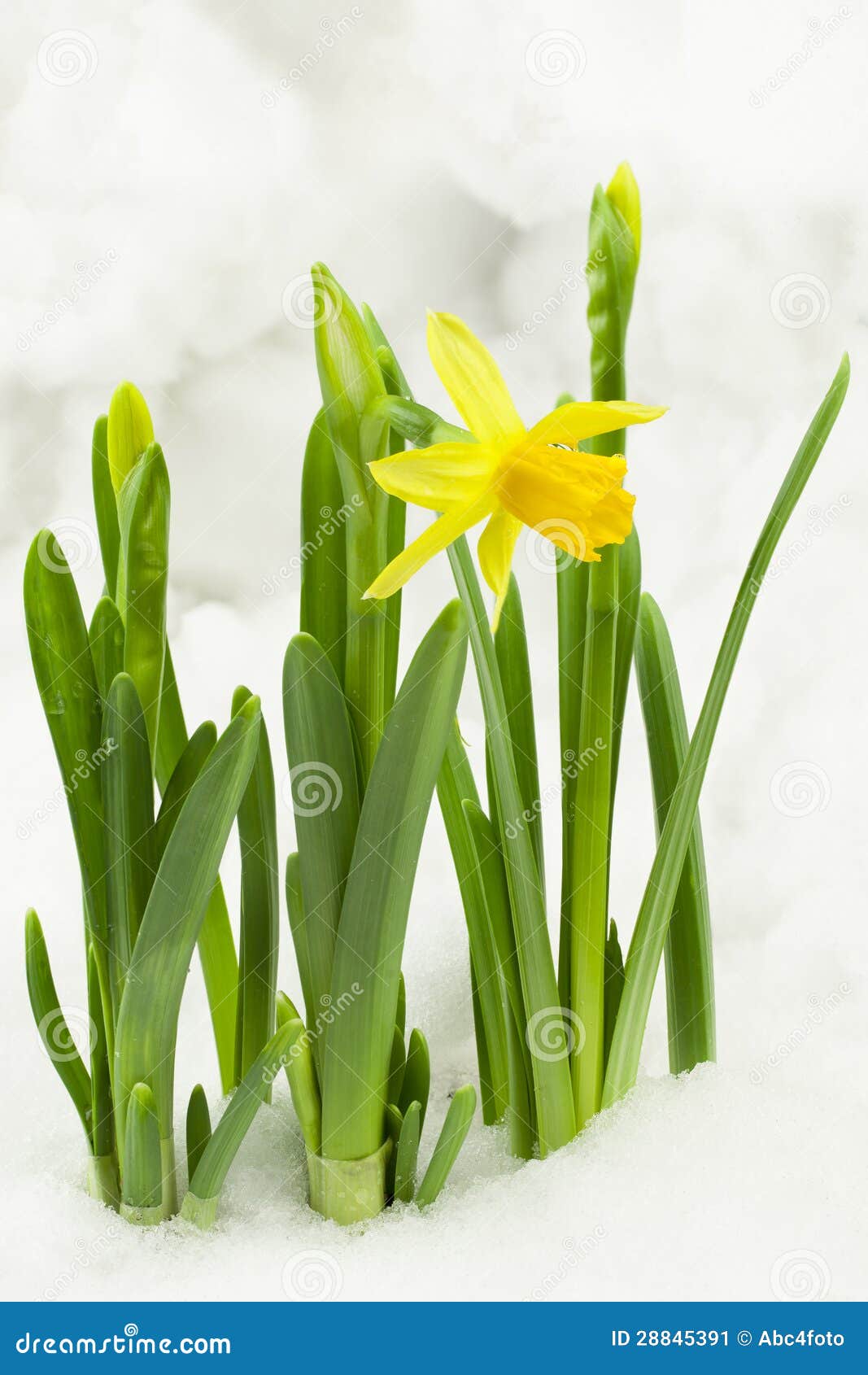 Daffodils in the snow stock image. Image of holiday, beautiful 28845391