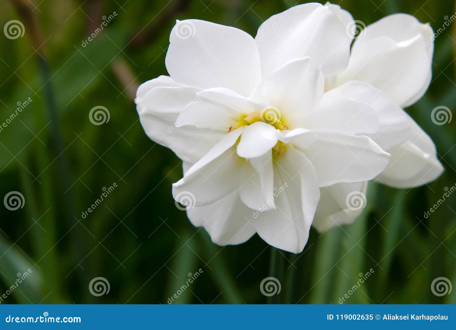 daffodils in the spring garden