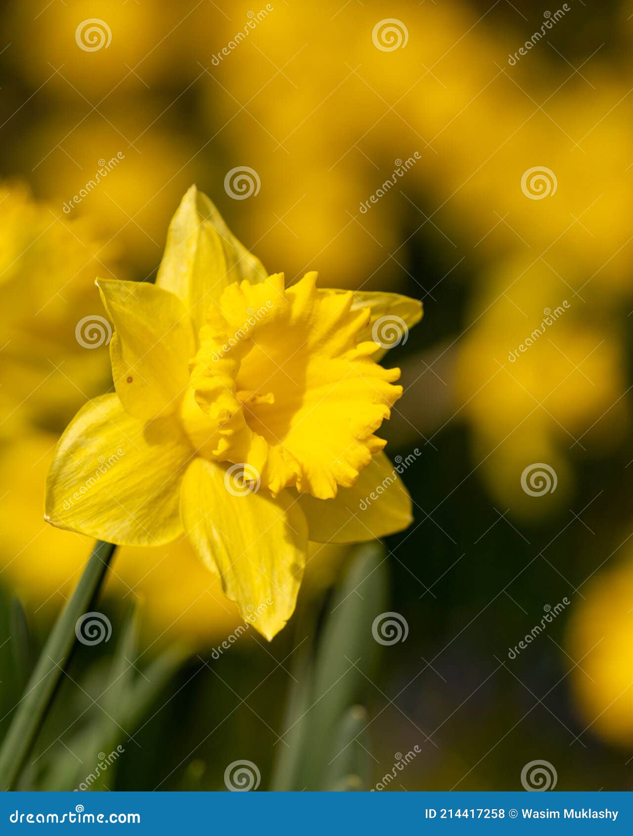 Daffodils in the Spring stock photo. Image of gardens 214417258