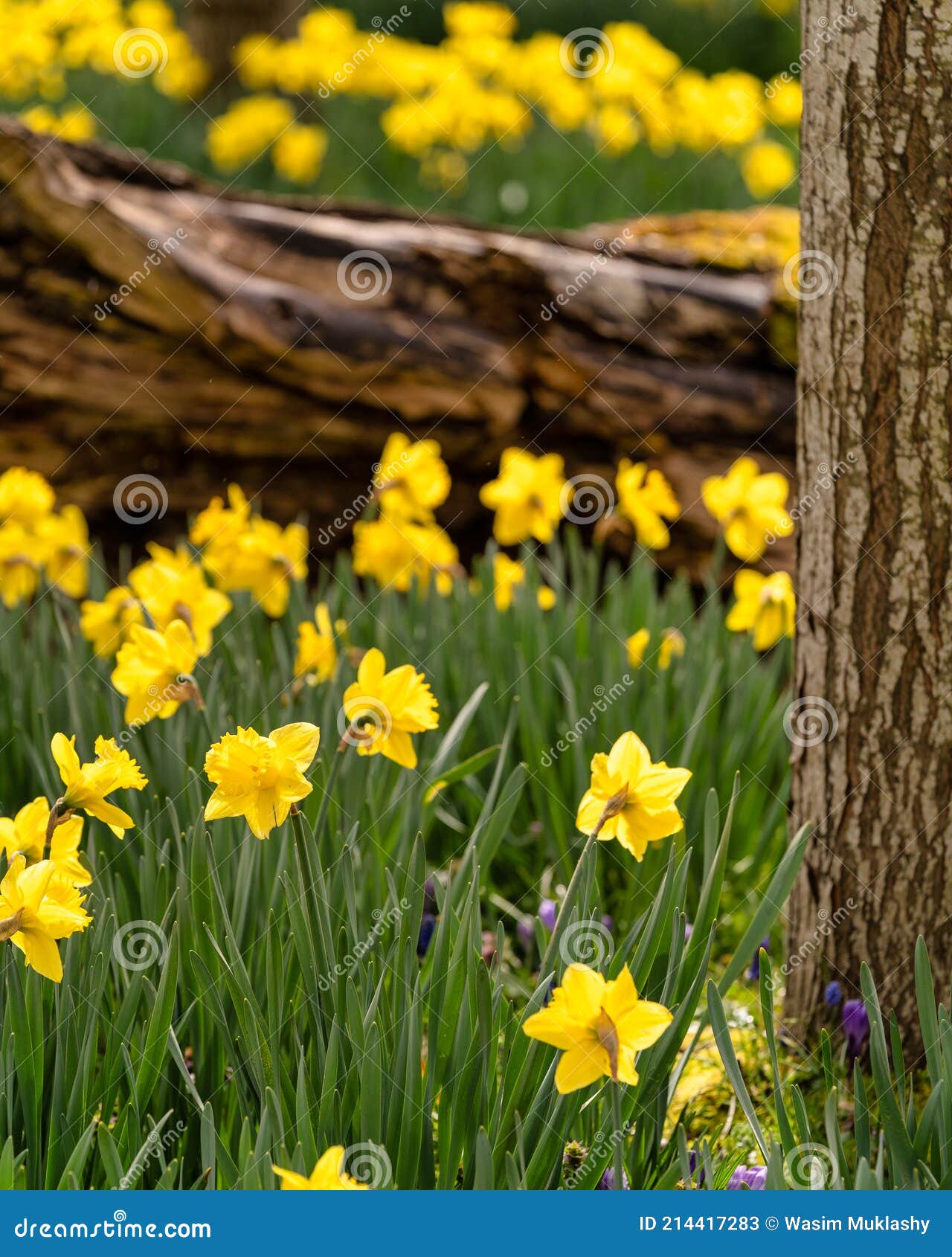 Daffodils in the Spring stock image. Image of lake, hillsboro 214417283