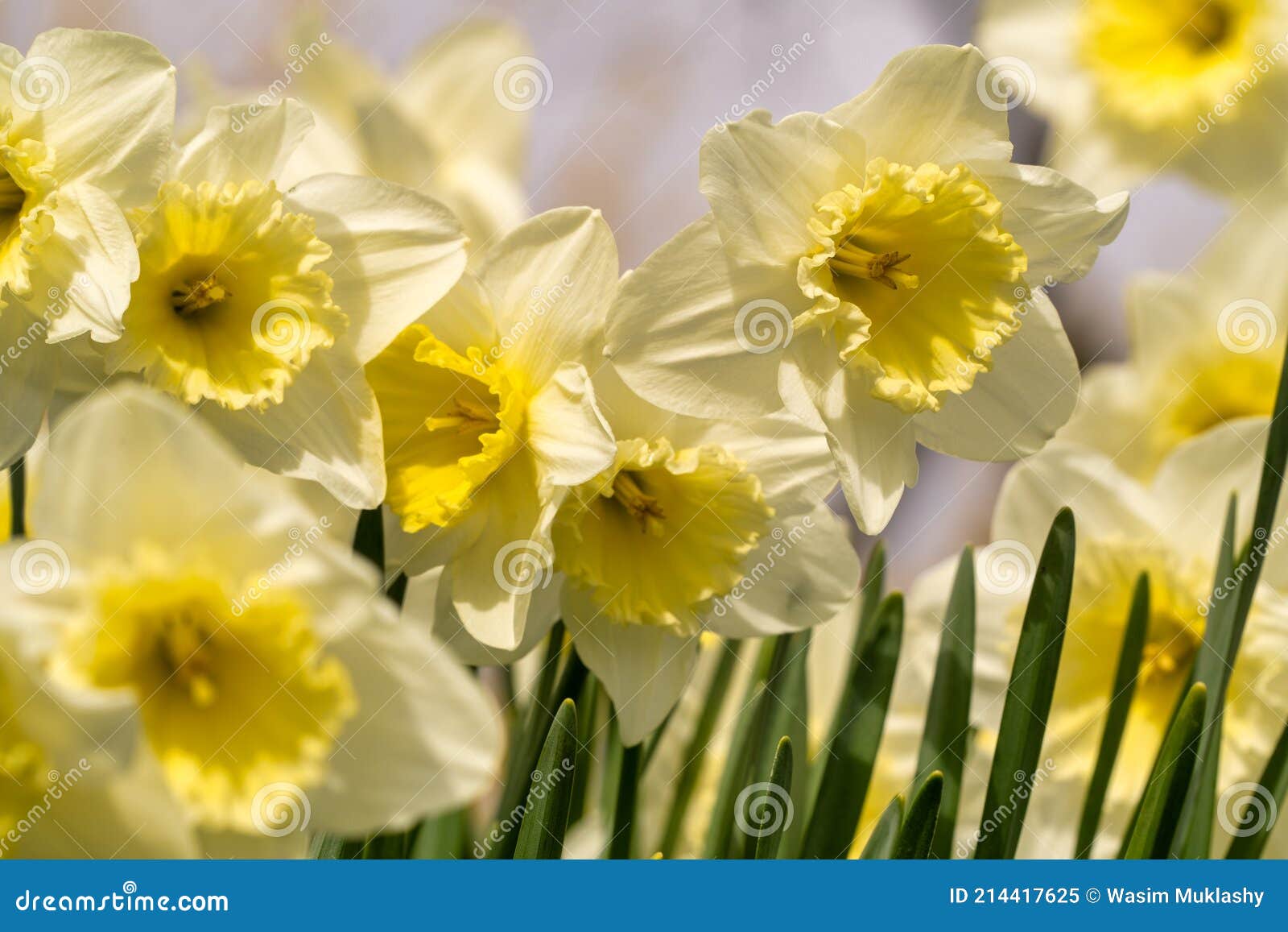 Daffodils in the Spring stock image. Image of plants 214417625