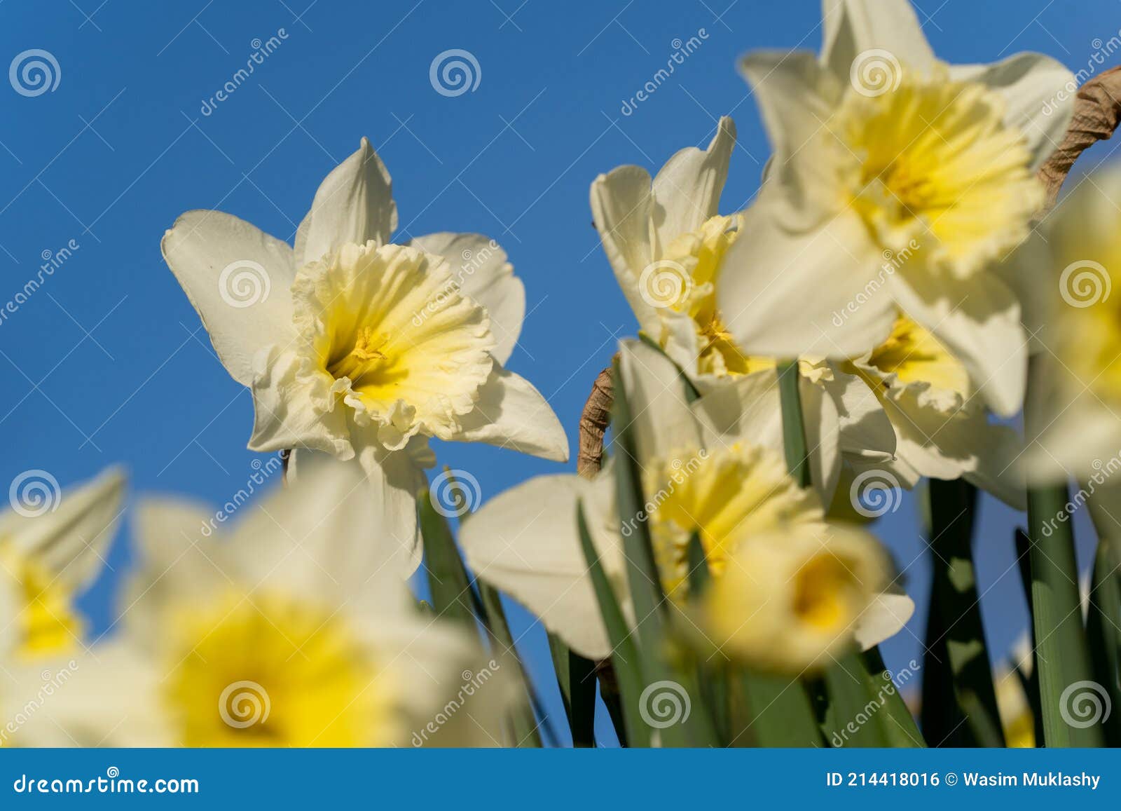 Daffodils in the Spring stock photo. Image of garden 214418016