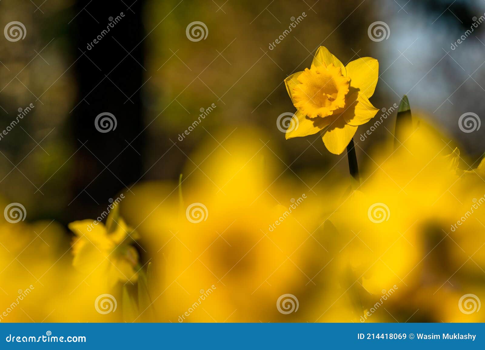 Daffodils in the Spring stock image. Image of garden 214418069