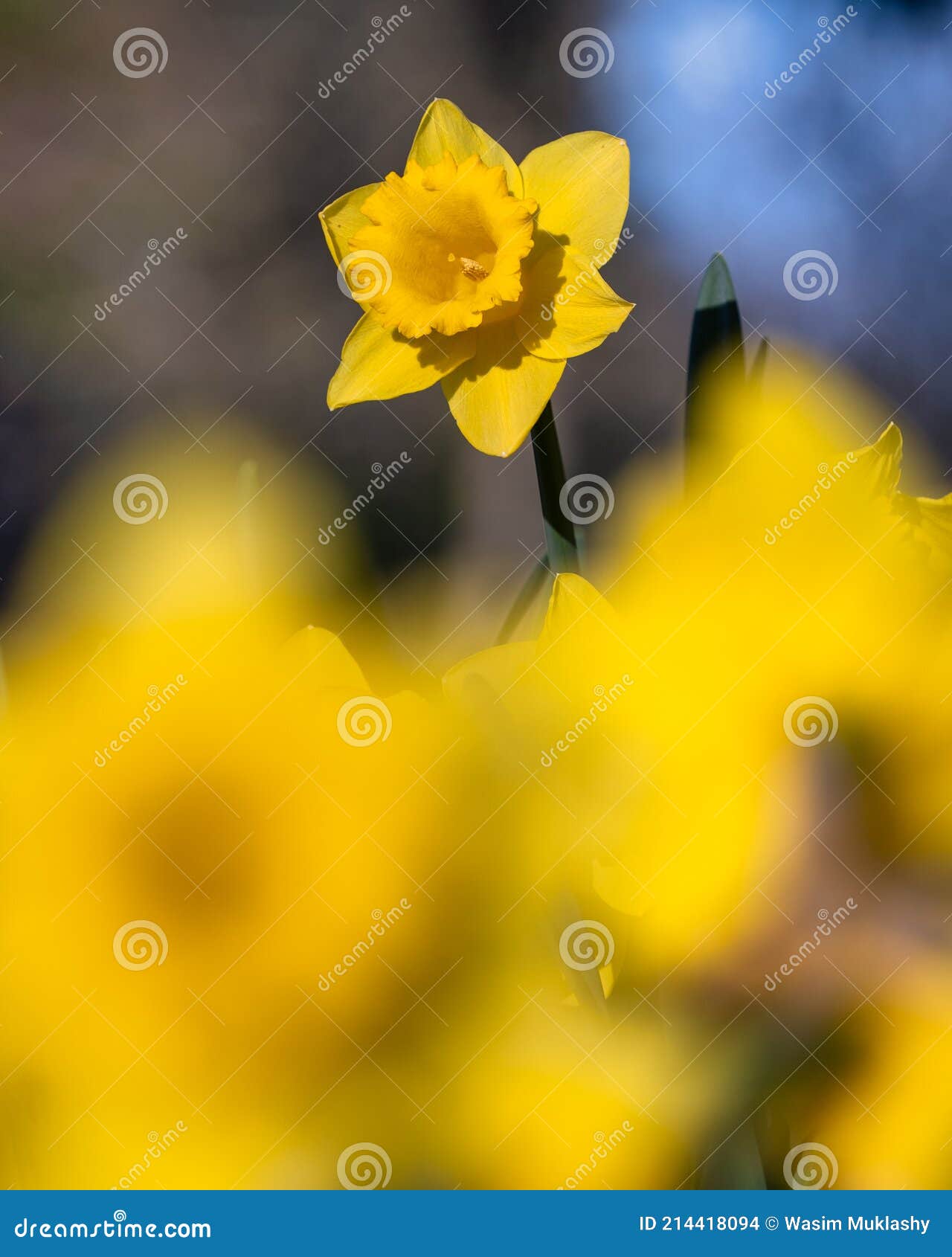 Daffodils in the Spring stock photo. Image of rentals 214418094