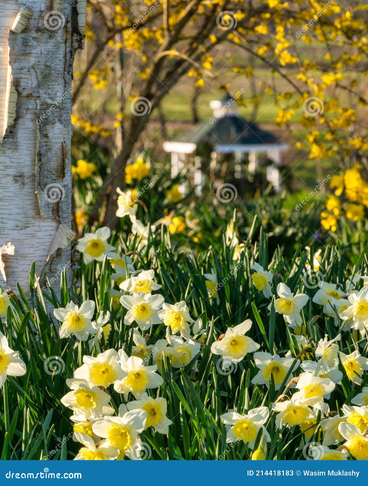 Daffodils in the Spring stock image. Image of rentals 214418183