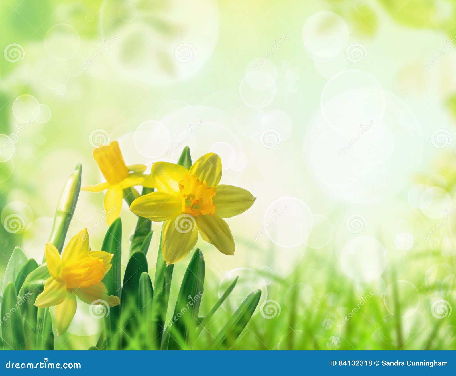 Daffodils in spring grass stock photo. Image of blooming 84132318