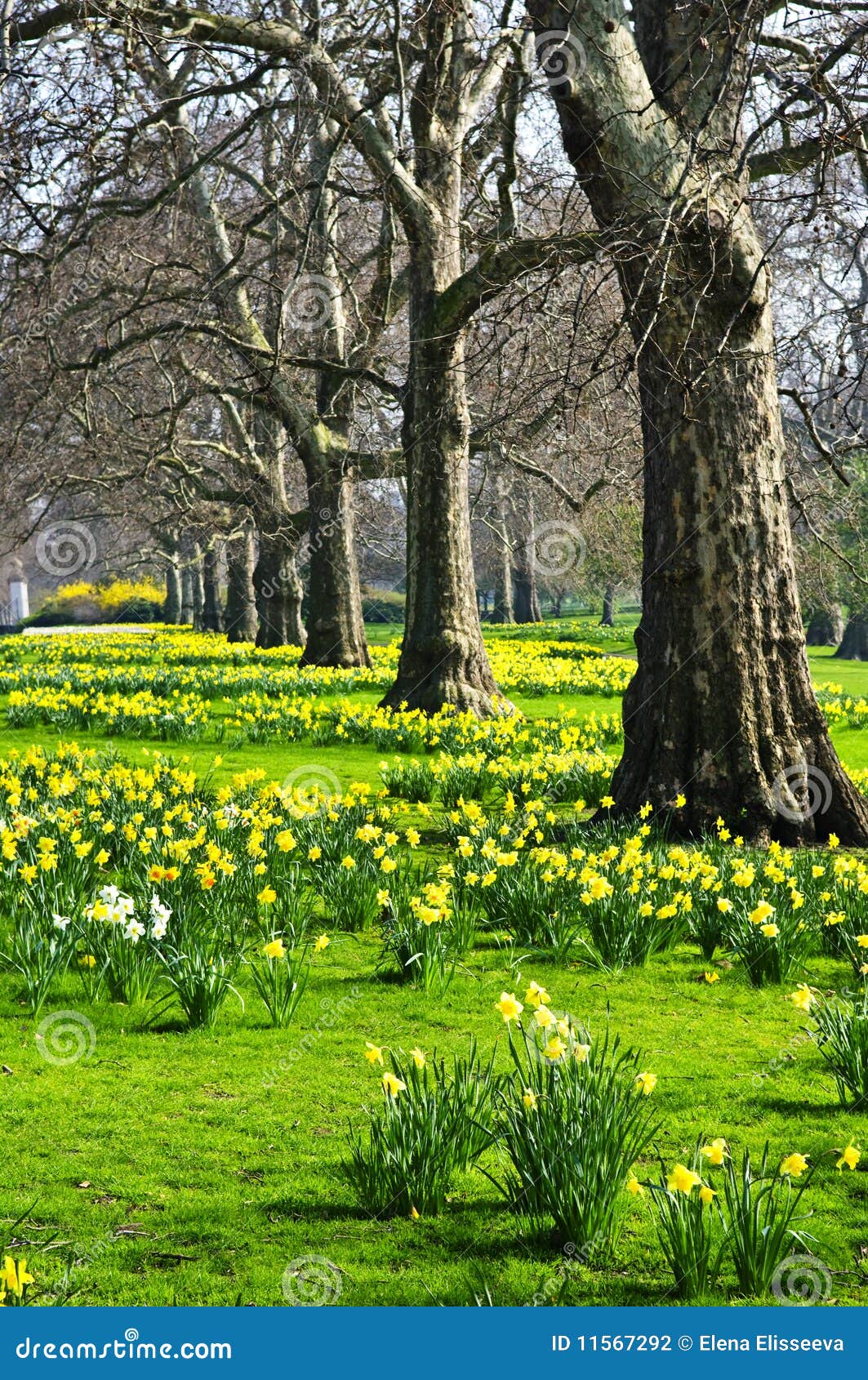Daffodils in St. James S Park Stock Photo Image of outdoors, kingdom