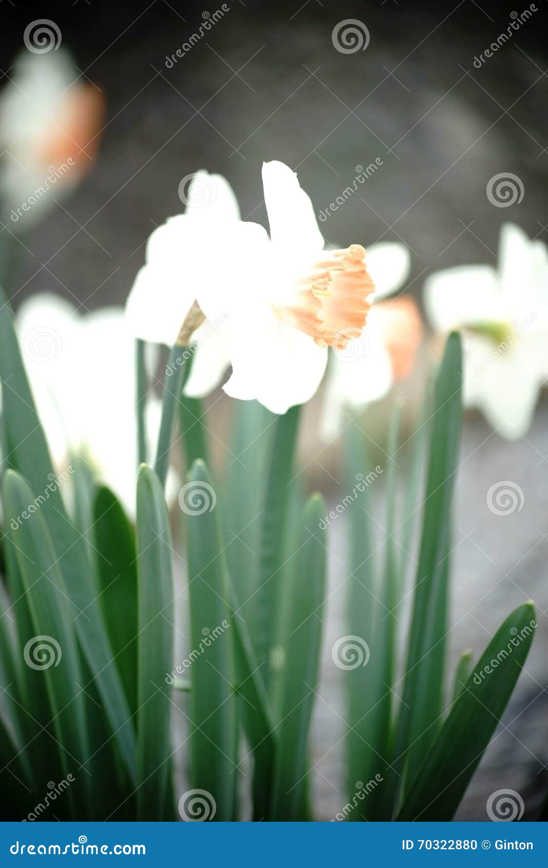 Daffodils in sunlight stock photo. Image of sunny, colorful 70322880