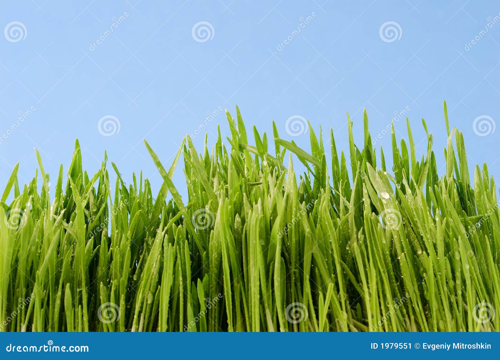 För dagggräs för bakgrund blå green