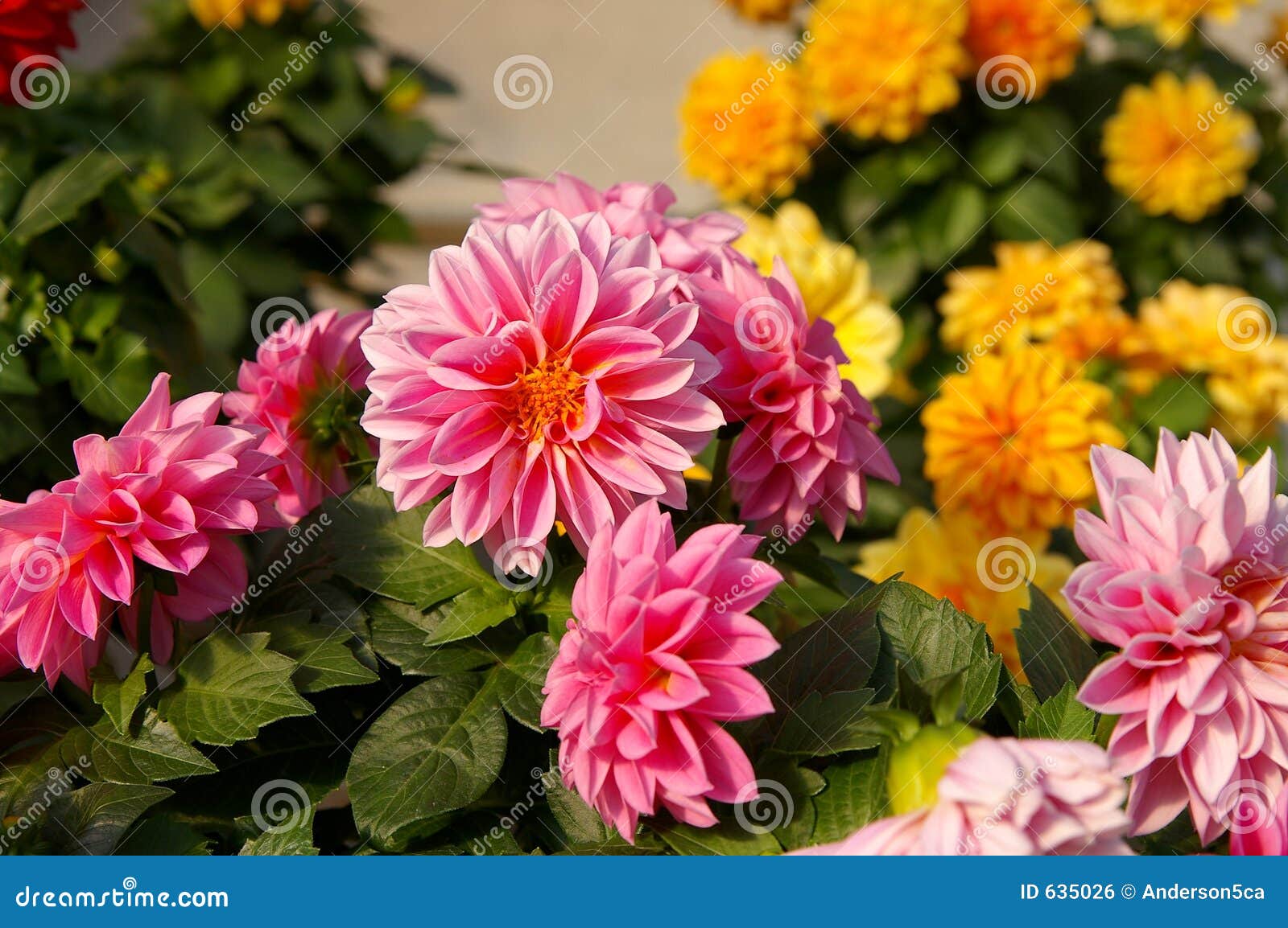 Dahlia Royalty Free Stock Image CartoonDealer 4481506 dahlia-royalty-free-stock-image-cartoondealer-4481506