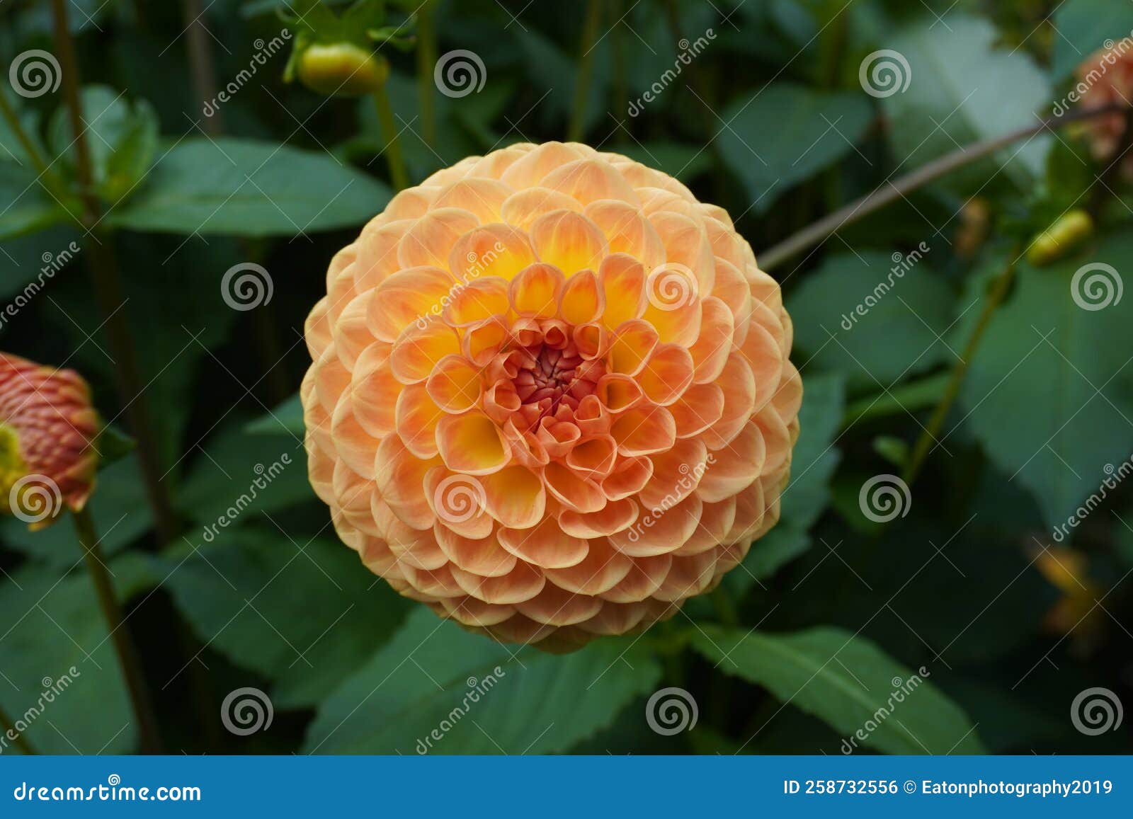 Dahlia in the sun stock photo. Image of dahlia, coreopsideae 258732556