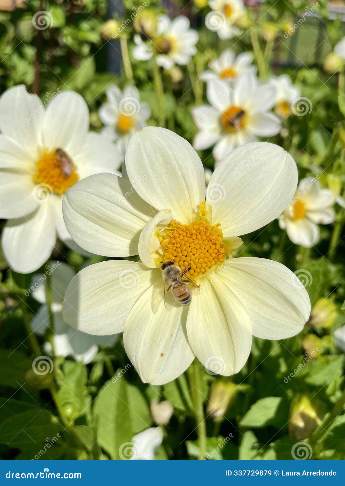 dahlia 'bambino' in full bloom with bees