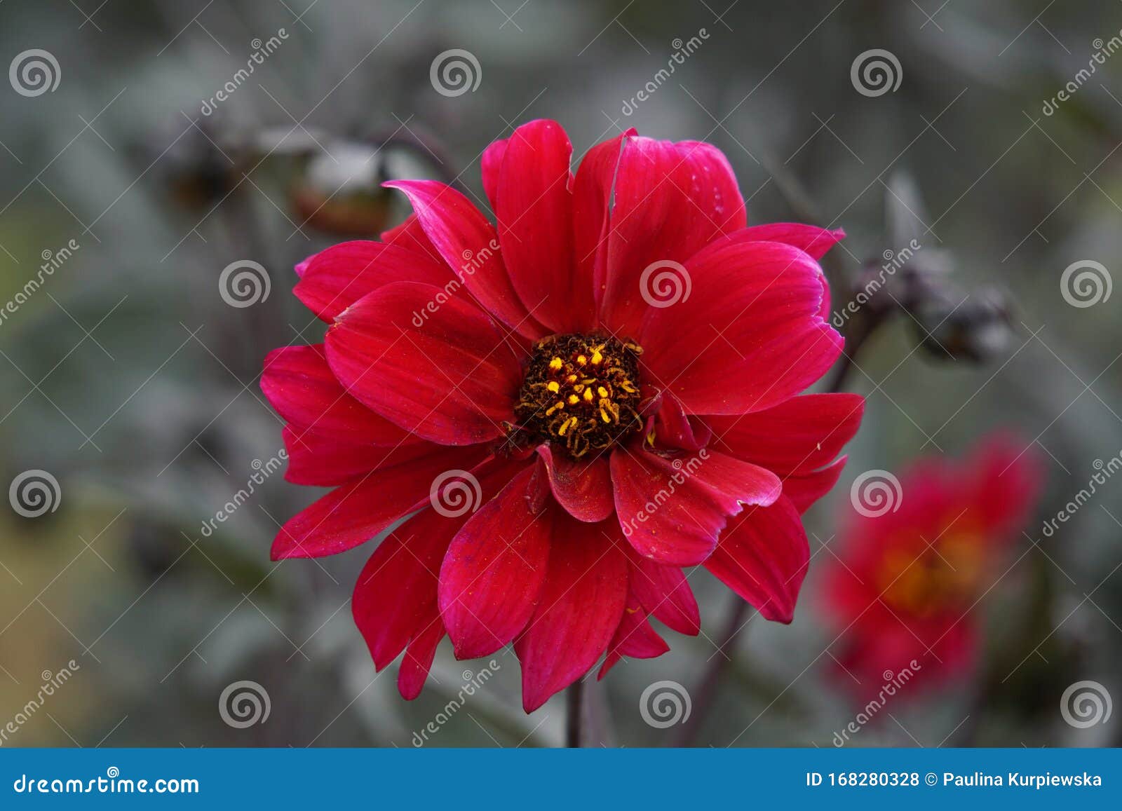 dahlia bishop of canterbury flower