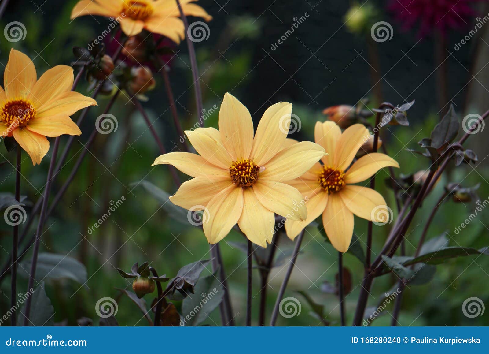 dahlia bishop of york flower, yellow blooms, summer