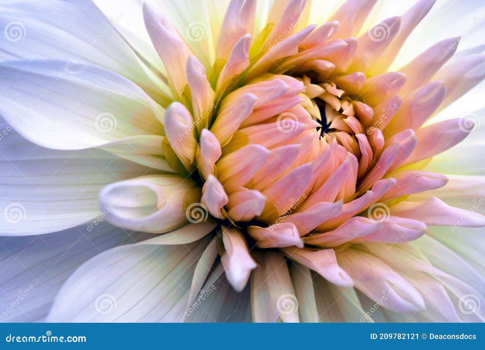 Dahlia Bloom. Pétalas De Flores Brancas E Rosadas Fecham. Ilustração  Delicada E Brilhante Sobre Um Tema Floral. O Botão Está Flore Imagem de  Stock - Imagem de setembro, brilhante: 209782121