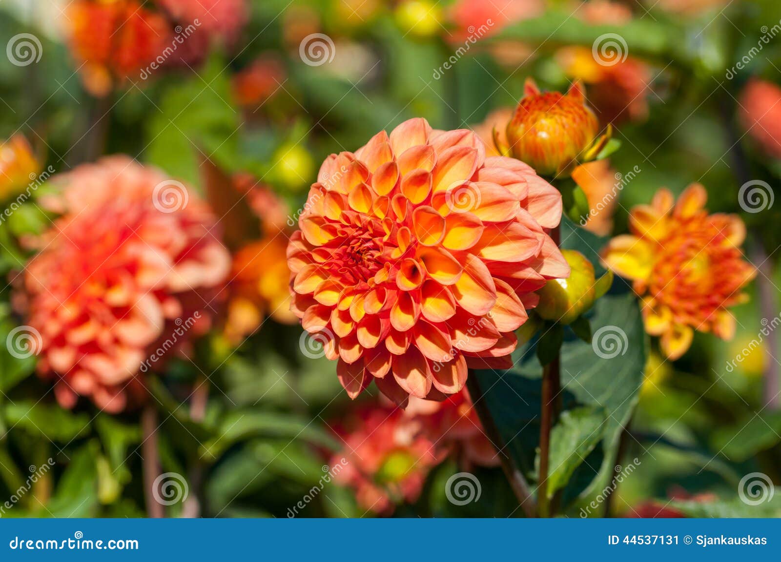 dahlia blooms in autumn