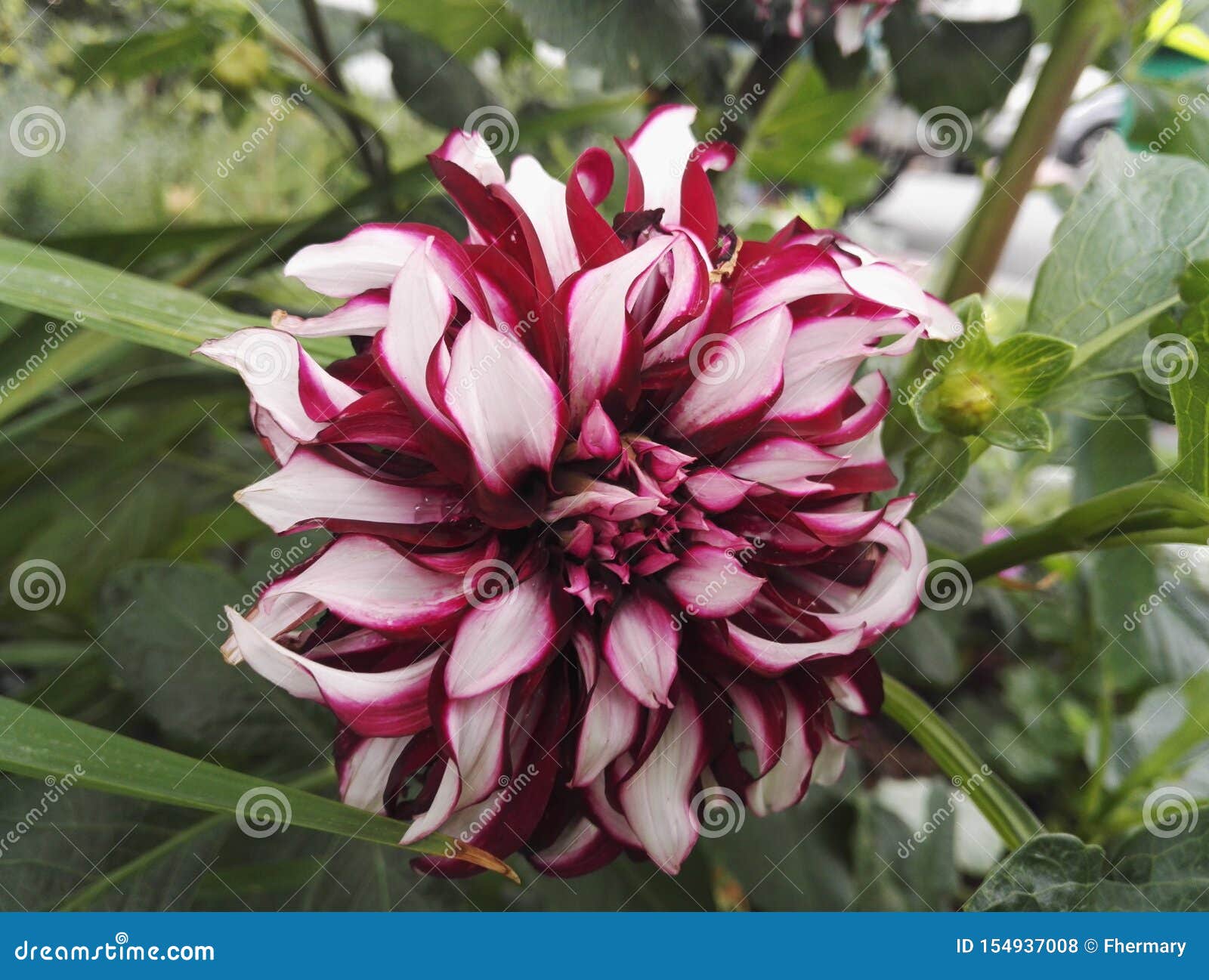 dahlia `contraste` garnet and white decorative in summer