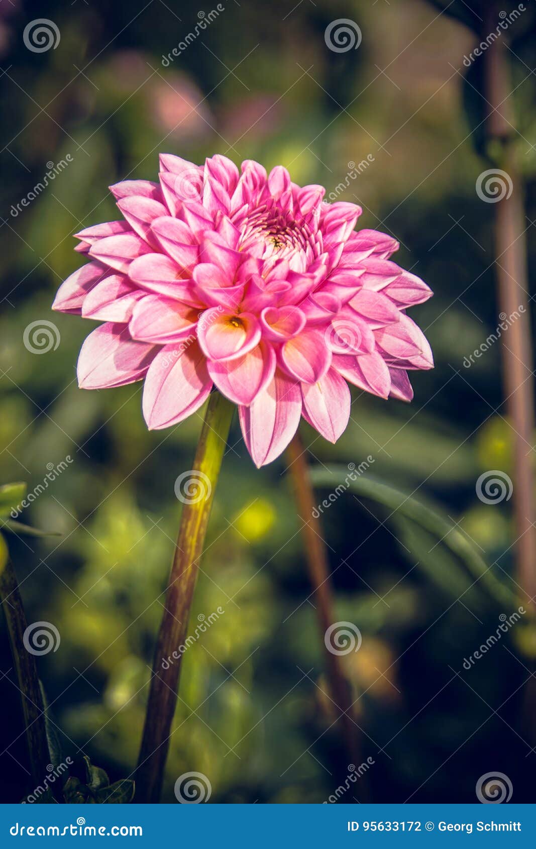 Dahlia Stock Photo 95633172