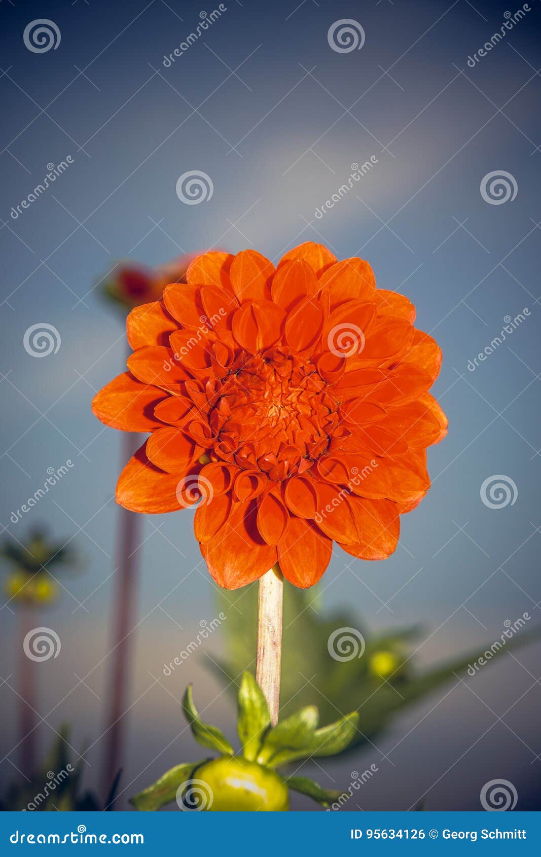 Dahlia stock photo. Image of dahlia, fall, colors, summer 95634126