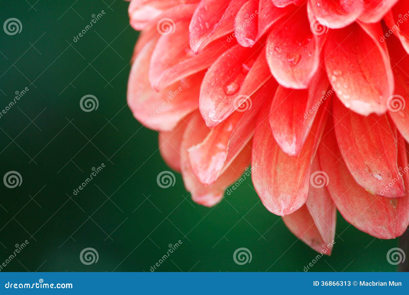 Dahlia Flower with Droplets Stock Image Image of gardening, bright