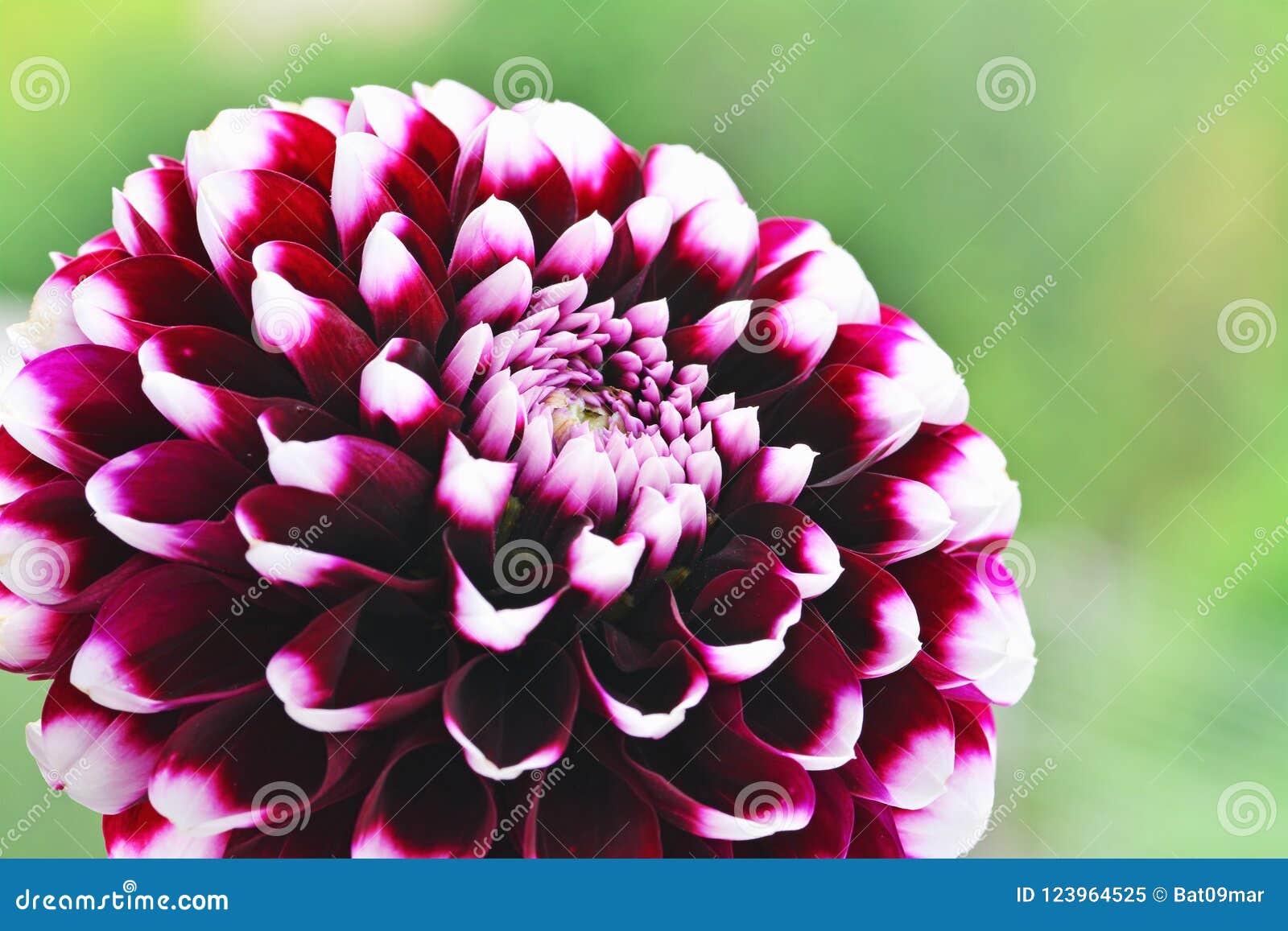 Dahlia Flower Purple White Tipped Edinburgh Hybrid Macro Stock Image Image Of Striking Purple 123964525